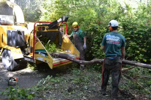 tree services Blue Hills